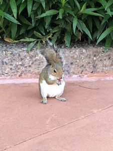 リス
